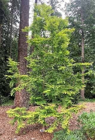 Deciduous conifers – Lake Wilderness Arboretum